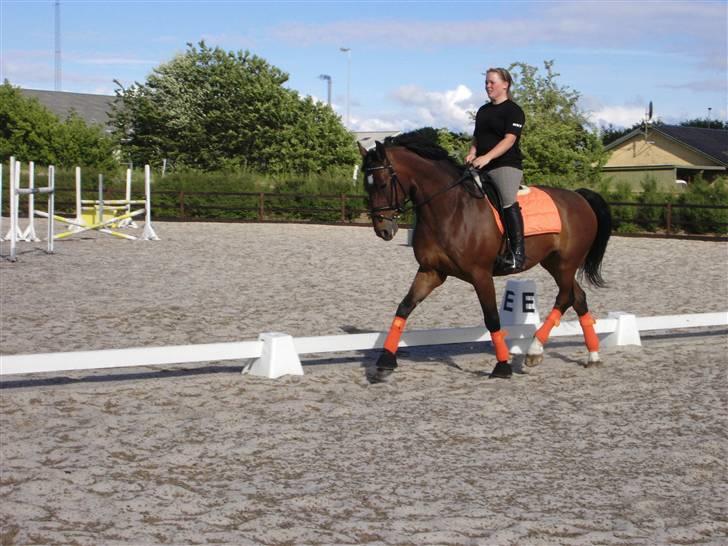 Dansk Varmblod Fairy tale SOLGT :( billede 15