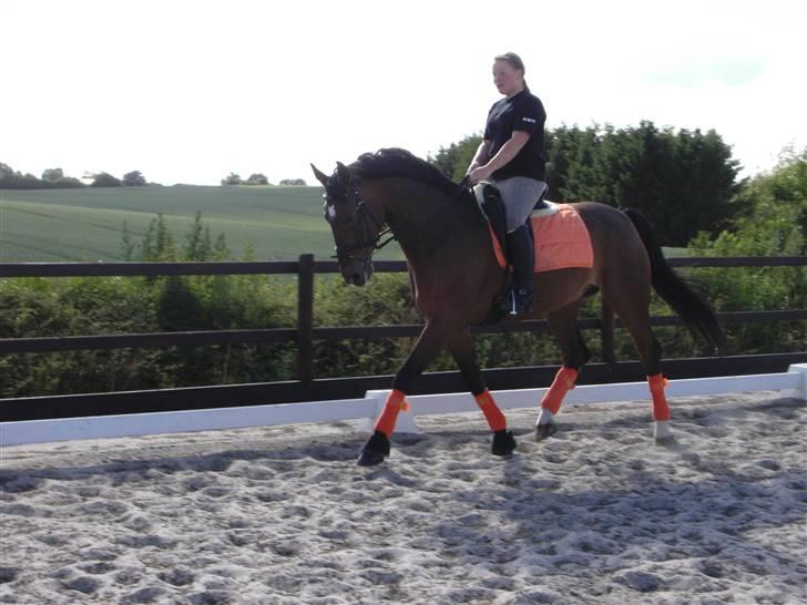 Dansk Varmblod Fairy tale SOLGT :( billede 16