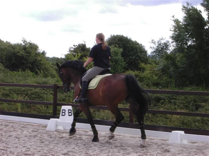 Dansk Varmblod Fairy tale SOLGT :( billede 17