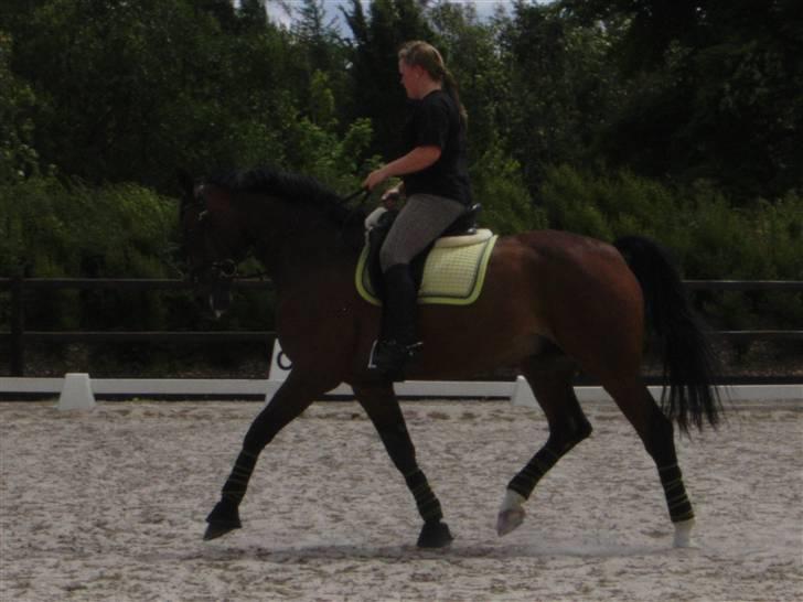 Dansk Varmblod Fairy tale SOLGT :( billede 18