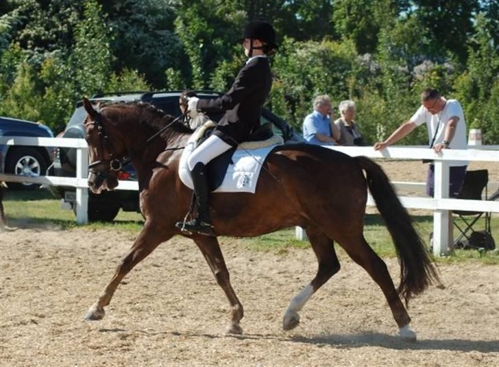 New Forest Egeballes Joker SOLGT  - Joker til C og B stævne i Hjallerup på opvarmningsbanen :)<3 billede 20