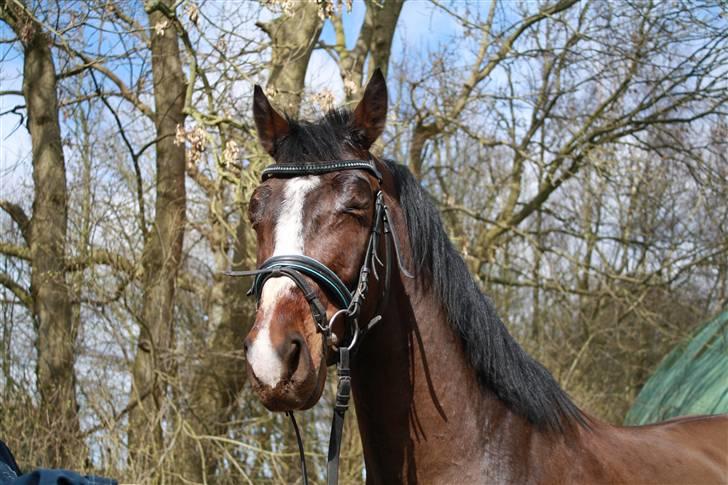 Holstener Casino Royale billede 6