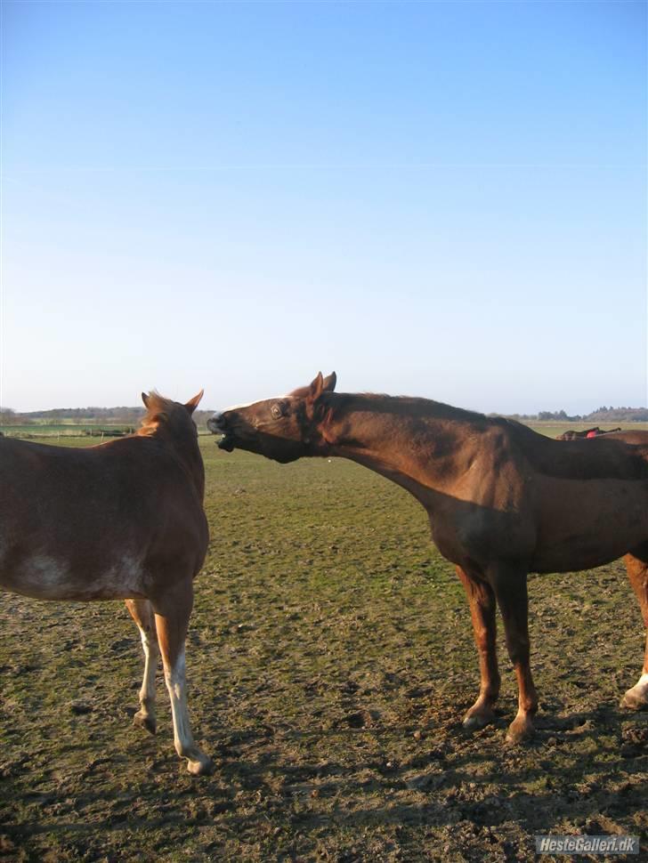 Anden særlig race Kashmir *Solgt* - Så blev det vidst nok med alle Zips drillerier :p billede 13