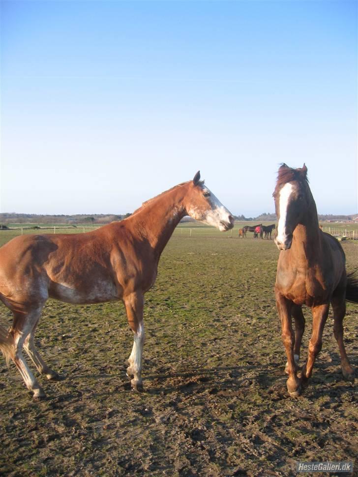 Anden særlig race Kashmir *Solgt* billede 14