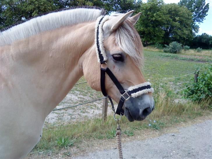 Fjordhest Leonardo *Mit alt!* - Uff det er godt nok farligt, det kan da slet ikk lade sig gøre at gå forbi det xD :D FOTO: Mig <3 billede 5