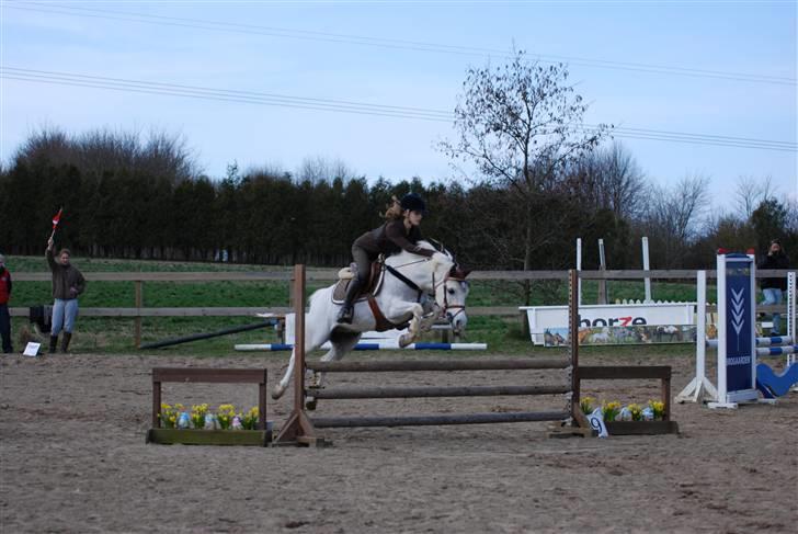 Welsh Partbred (Sec F) Emdegårdens Herculessolgt - Mb xD billede 18