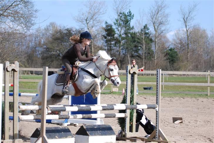 Welsh Partbred (Sec F) Emdegårdens Herculessolgt - mb xD billede 19