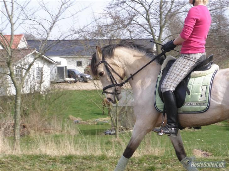 DSP Blanke - Solgt - træning udenfor fin trav <33 billede 18