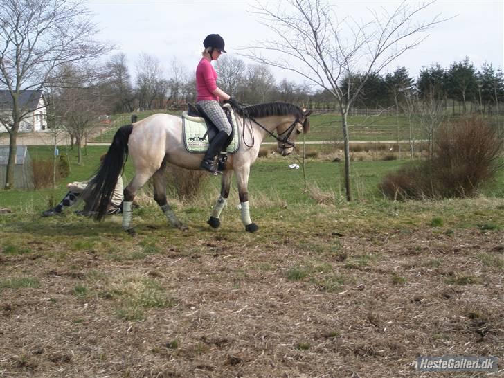 DSP Blanke - Solgt billede 19