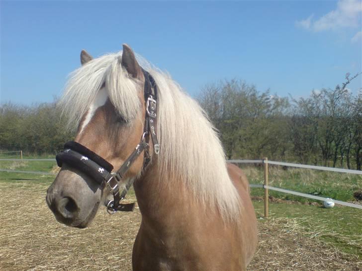 Haflinger tippy " SOLGT " billede 1