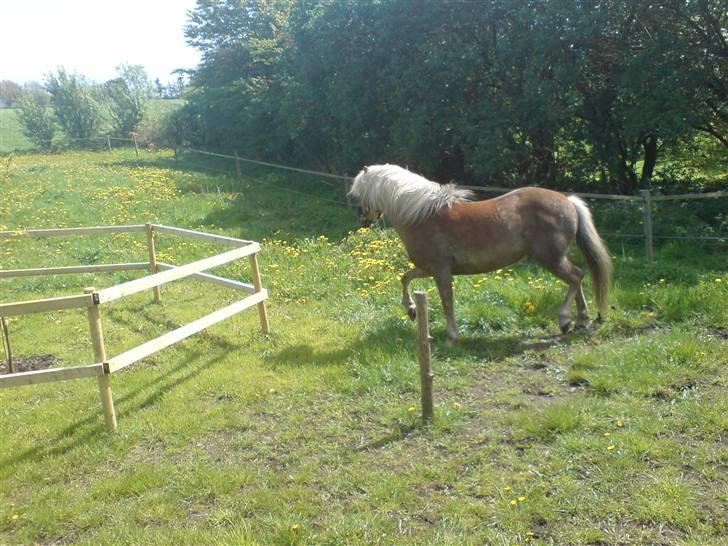 Haflinger tippy " SOLGT " billede 2