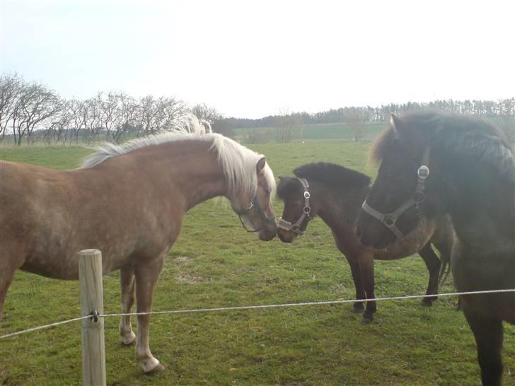 Haflinger tippy " SOLGT " billede 3