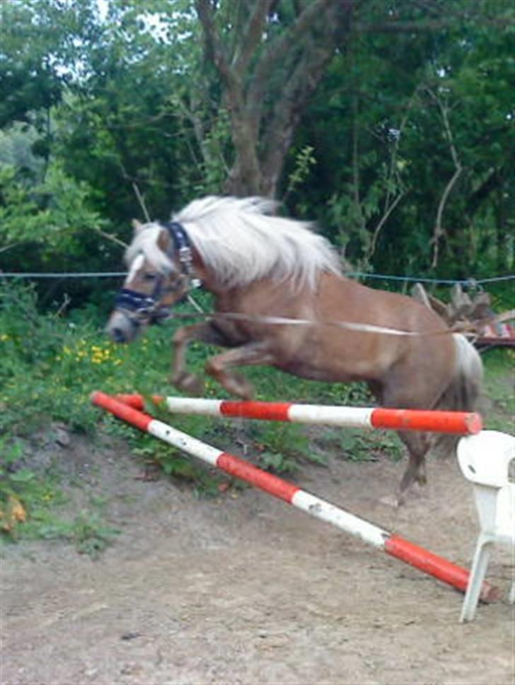 Haflinger tippy " SOLGT " billede 4