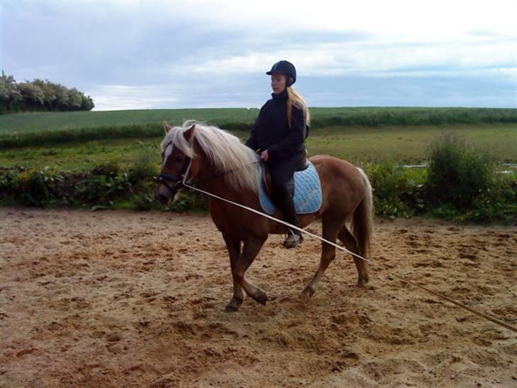 Haflinger tippy " SOLGT " billede 5