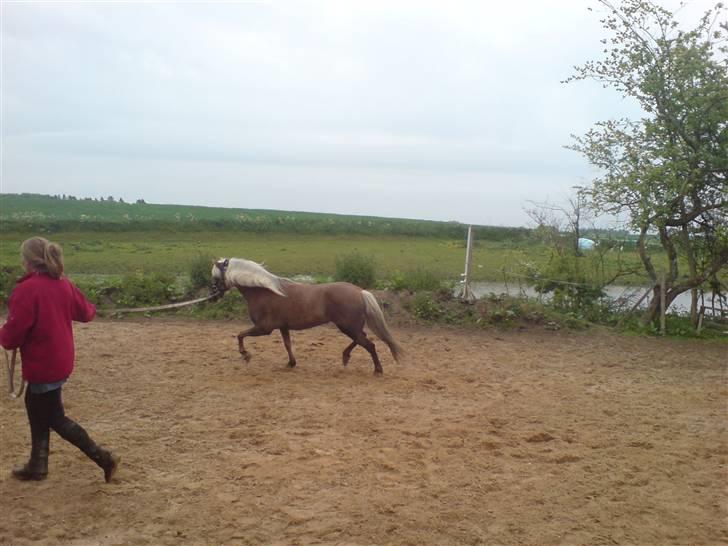 Haflinger tippy " SOLGT " billede 6