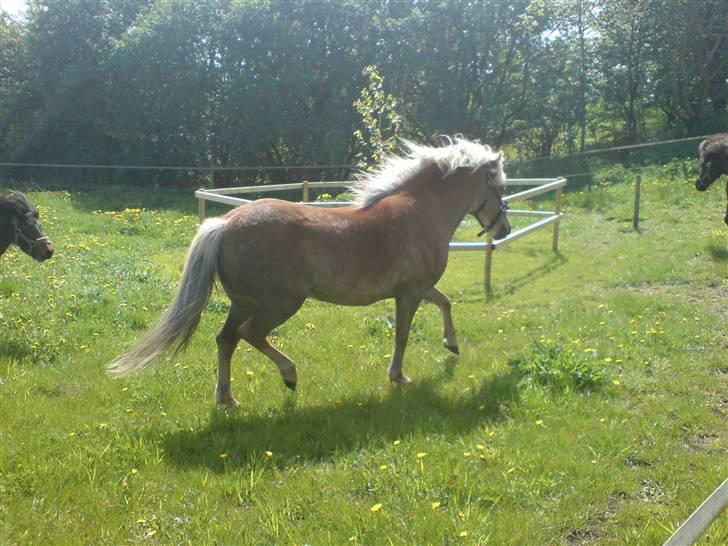 Haflinger tippy " SOLGT " billede 7