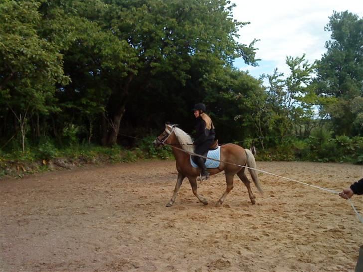 Haflinger tippy " SOLGT " billede 8