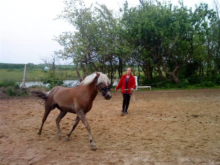 Haflinger tippy " SOLGT " billede 9