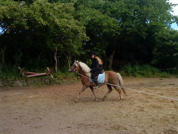 Haflinger tippy " SOLGT " billede 11