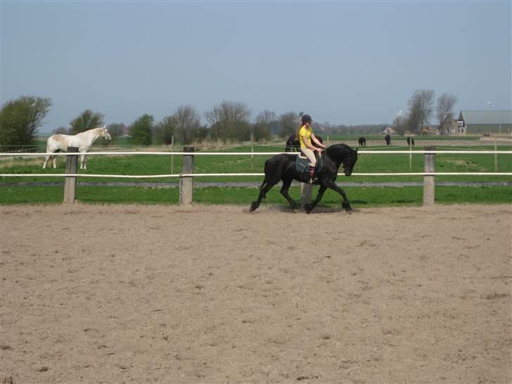 Frieser Sina vom Schifferhof billede 1