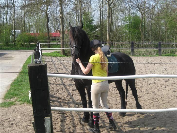 Frieser Sina vom Schifferhof billede 2