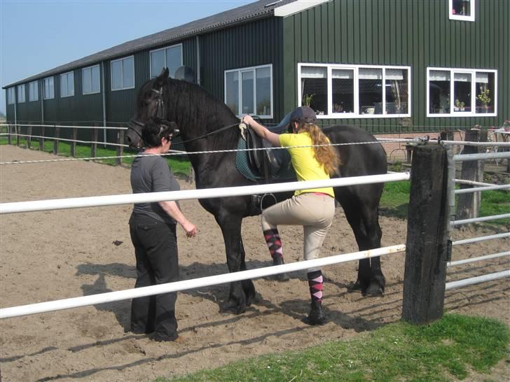 Frieser Sina vom Schifferhof billede 3