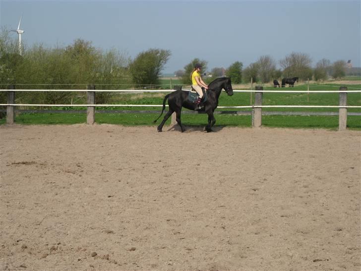 Frieser Sina vom Schifferhof billede 4