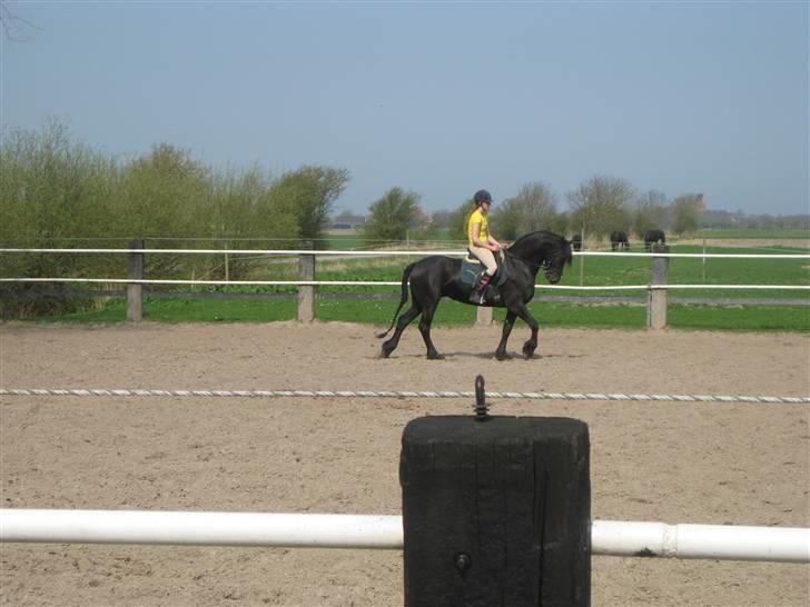 Frieser Sina vom Schifferhof billede 5