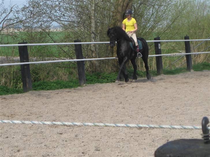 Frieser Sina vom Schifferhof billede 6