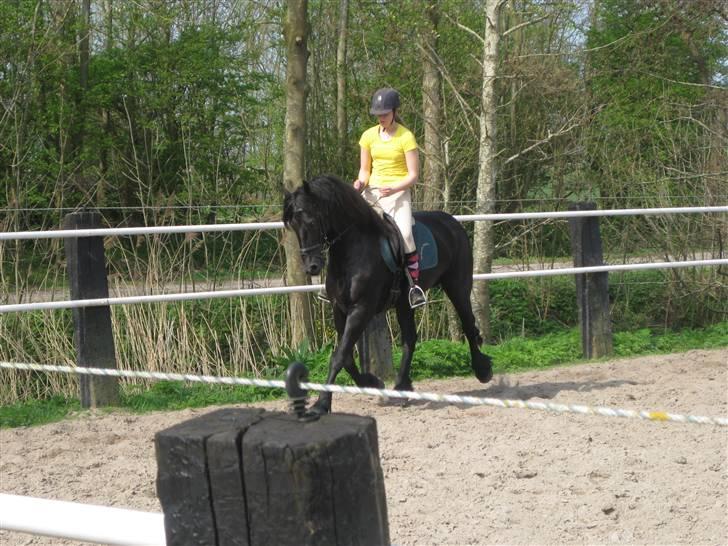 Frieser Sina vom Schifferhof billede 7