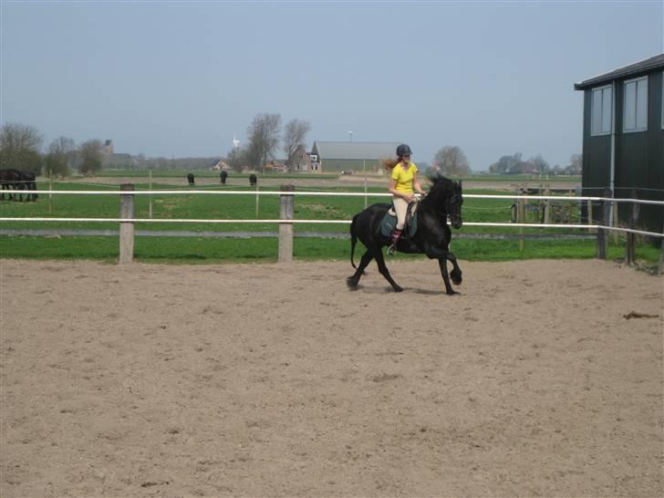 Frieser Sina vom Schifferhof billede 8