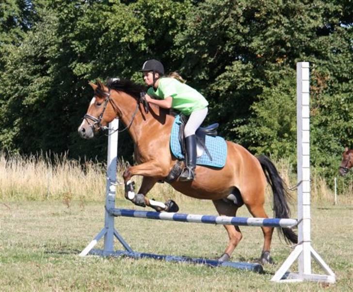 New Forest Blåbærhegnets Alfie - julie og alfie springer billede 2