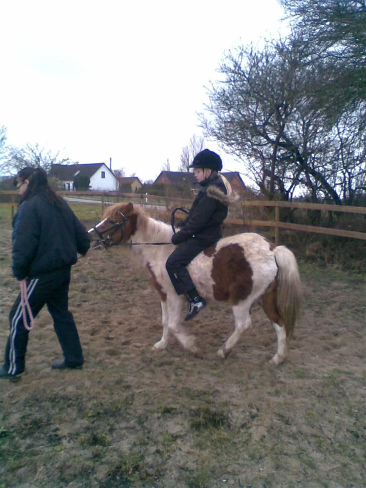 Anden særlig race Signe billede 15