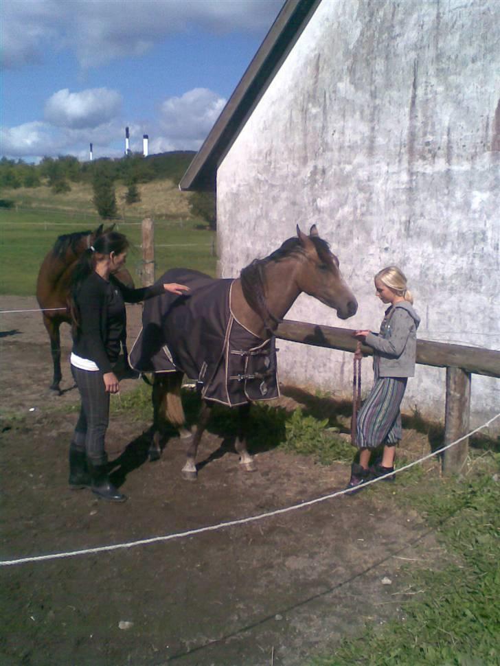 Arabisk fuldblod (OX) Zenitt - 16-8-09. Rikke skulle lige ind og hjælpe. billede 8