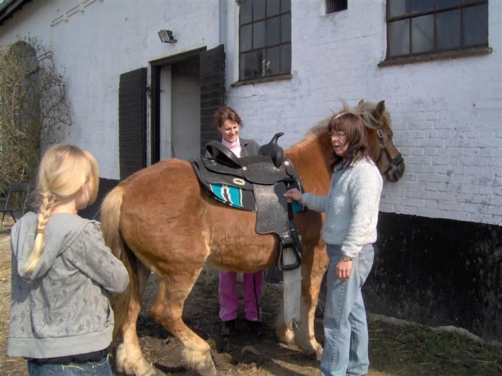 Tyroler Haflinger Fantazia af Lundgaard - April 09 billede 14