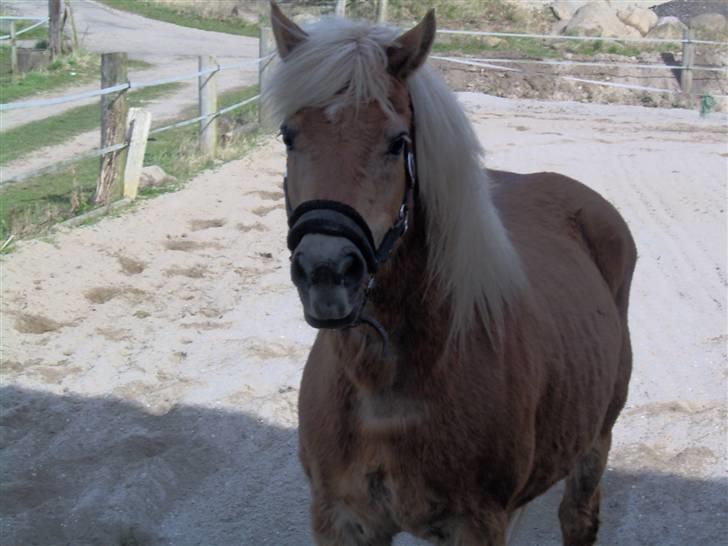 Tyroler Haflinger Fantazia af Lundgaard - April 09 billede 16