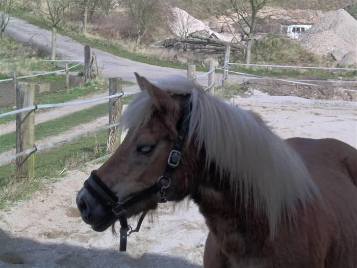 Tyroler Haflinger Fantazia af Lundgaard - April 09 billede 17