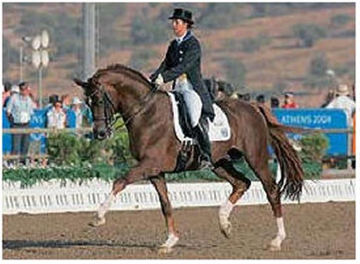Dansk Varmblod  Butterfly  - SOLGT - butterflys far.  heslegårdens louis til OL i athen billede 17