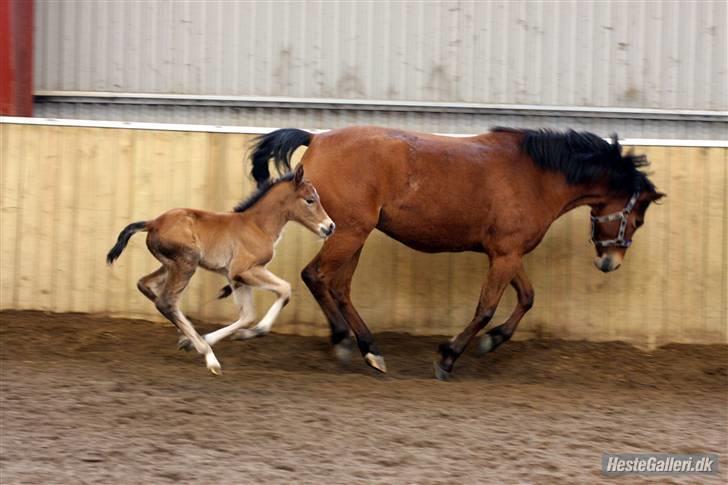 New Forest Blåbærhegnets Alfie billede 3
