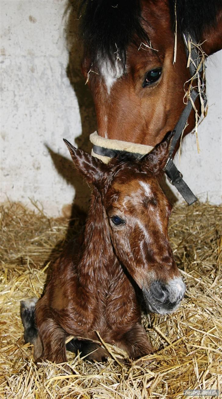 New Forest Blåbærhegnets Alfie billede 4