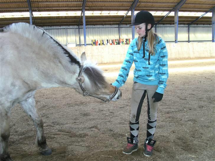 Fjordhest Obelix<3 *solgt* :`( - 19* Obe prøver at finde godbider i min hånd billede 19