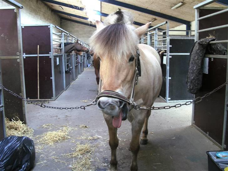 Fjordhest Obelix<3 *solgt* :`( - 20* Obe er træt<3 billede 20