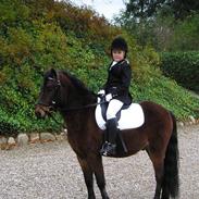 Dartmoor edermann ronda