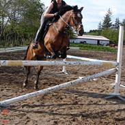 Anden særlig race H. High light -SOLGT- ;'(