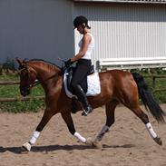 Anden særlig race H. High light -SOLGT- ;'(