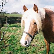 Haflinger Hestlunds Holly