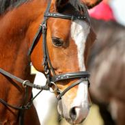 Anden særlig race Cisco Joy