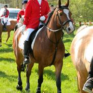 Anden særlig race Cisco Joy