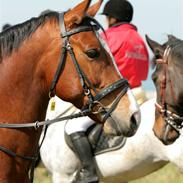 Anden særlig race Cisco Joy