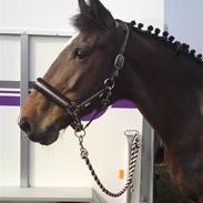 Dansk Varmblod Hedebo's Landi